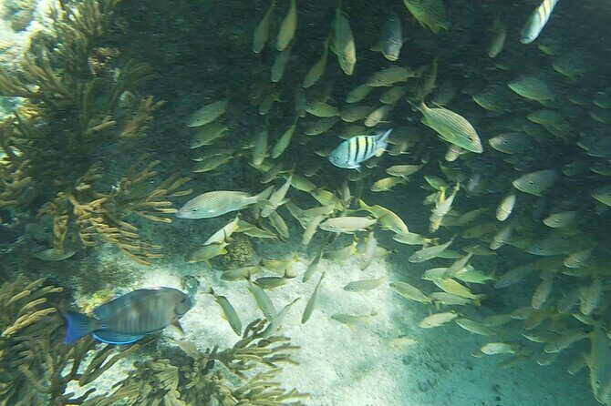 Isla Mujeres: Snorkeling Adventure at the Underwater Museum - Sac Bajo Reef: where the tour focuses on bigger marine life