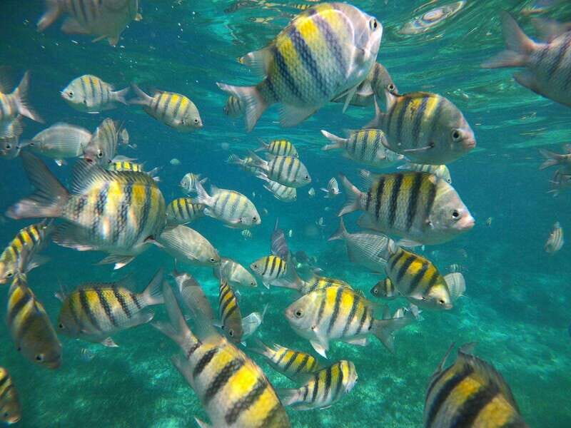Isla Mujeres: Snorkeling Adventure at the Underwater Museum - Safety and guide style: why reviews keep praising this crew