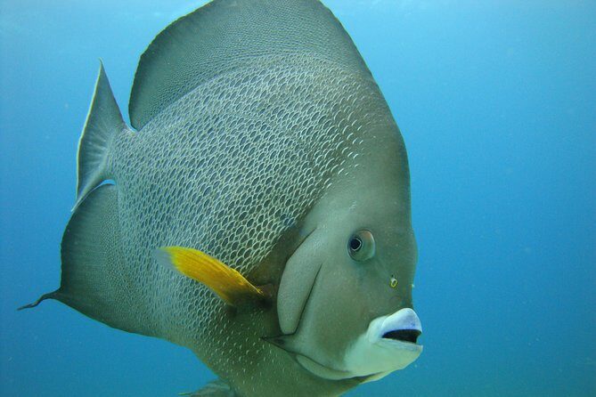 Isla Mujeres Snorkeling Tour - Guides Matter: English Instruction, Safety, and Kid-Friendly Calm