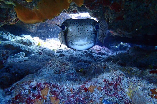 Isla Mujeres Snorkeling Tour - Snorkeling Gear and Fit: Comfort You Can Feel Immediately
