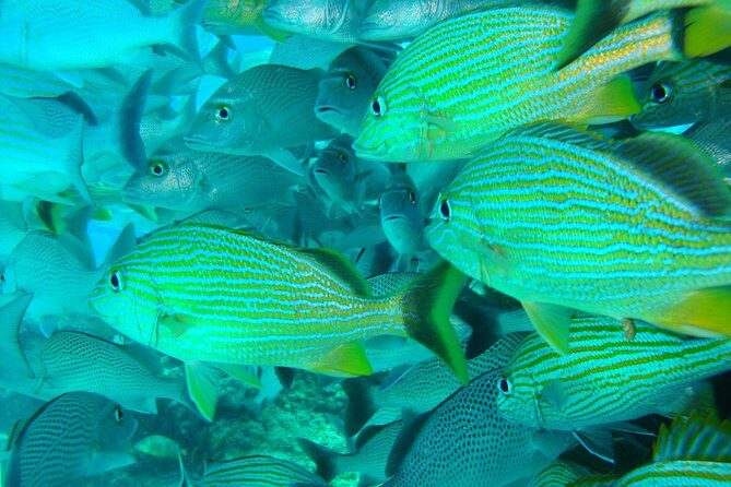 Isla Mujeres Snorkeling Tour - Timing Breakdown: How You’ll Spend About 1 Hour 15 Minutes