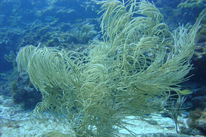 Isla Mujeres Snorkeling Tour - Who This Snorkeling Tour Is Best For