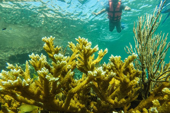 Isla Mujeres Snorkeling Tour Adventure - Stop 1: Lighthouse Reef Shallows Where You Float Into the Action