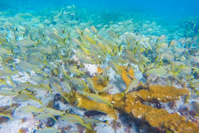 Isla Mujeres Snorkeling Tour Adventure - Stop 3: Manchones Reef for a Bigger Coral Playground