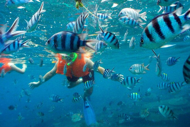 Jungle Tour Adventure in Cancun with Snorkeling - Snorkel time on the Mayan reef: what to expect in 30 minutes