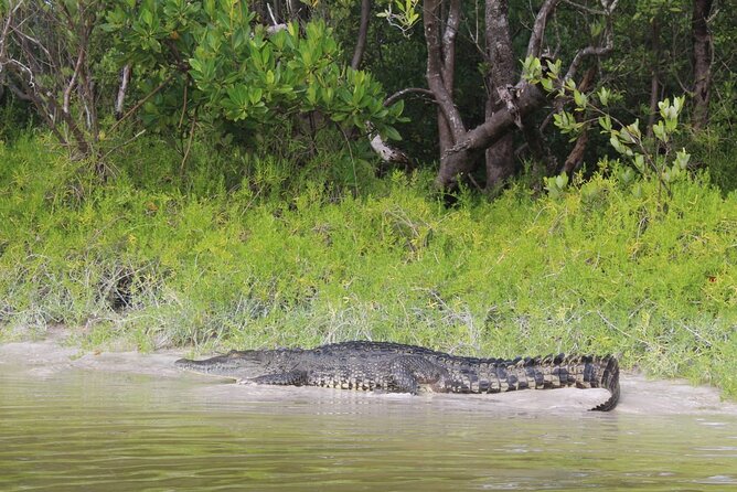 Kayak Experience in the Mangroves of Holbox Island - Transfers, Timing, and Why the Small Group Matters