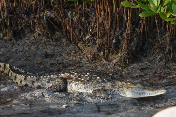 Kayak Experience in the Mangroves of Holbox Island - Price and Value: Is $56.75 Worth 3 Hours on the Water?