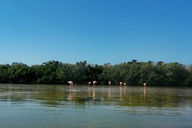 Kayak Experience in the Mangroves of Holbox Island - Who Should Book This Kayak Tour in Holbox (and Who Might Skip It)