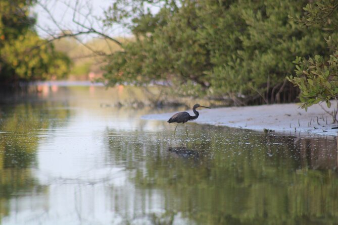 Kayak Mangroves Sunrise Experience - Guides, pace, and why English can be hit-or-miss