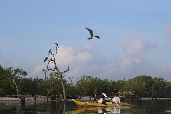 Kayak Mangroves Sunrise Experience - Weather matters more than you’d think