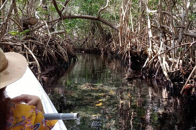 kayak through mangroves to secret beach - Key Things You’ll Notice on This Mangrove-to-Secret-Beach Kayak