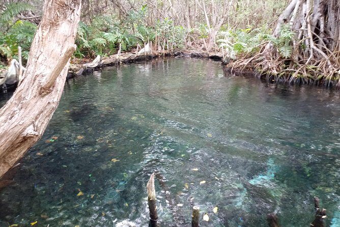 kayak through mangroves to secret beach - Mangroves and Birds: Why This Route Feels Special in the Yucatán