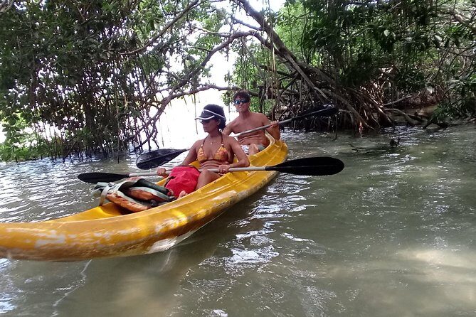 kayak through mangroves to secret beach - Bird-Spotting With Your Guide: Pelicans, Flamingos, and the Stories Behind Them