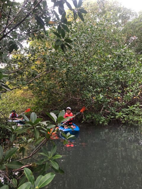 Kayak Tour in Cancun with Photos included - Price in context: Is $45 a fair deal for Cancun?