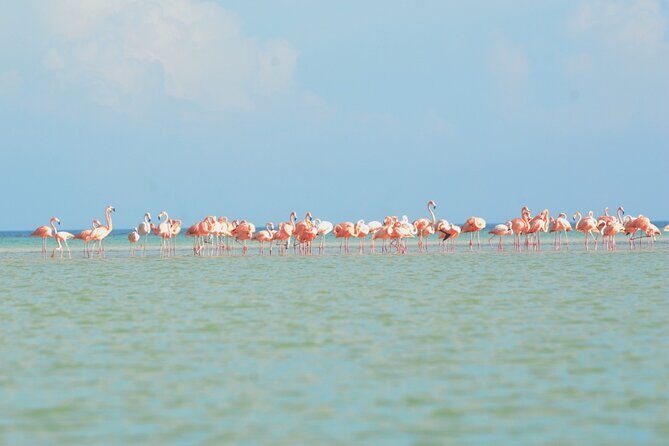Kayaking Tour Through the Mangroves in Isla Holbox - Mid-Tour Break: Rest, Water, and Reset Your Paddling