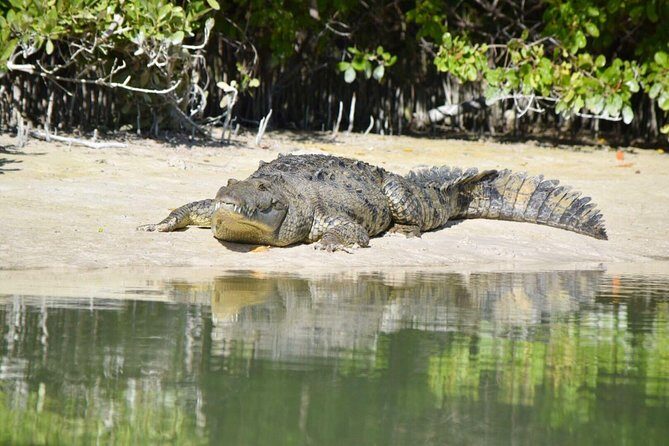 Kayaking Tour Through the Mangroves in Isla Holbox - Return Route: Open-Water Work and Stronger Currents