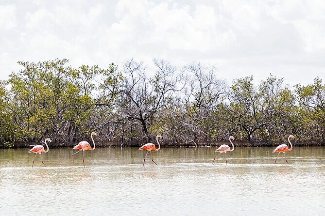 Kayaking Tour Through the Mangroves in Isla Holbox - Double Kayaks and Paddling Comfort: What “Double” Changes