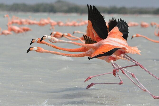 Las Coloradas and Rio Lagartos Tour with All Inclusive - Comfort, timing, and the reality of the long drive