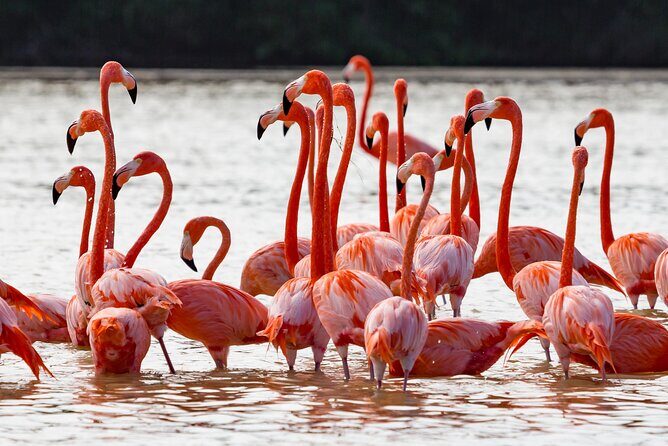 Las Coloradas Pink Lake & Rio Lagartos Guided Tour - Stop 2: Rio Lagartos boat tour through mangroves