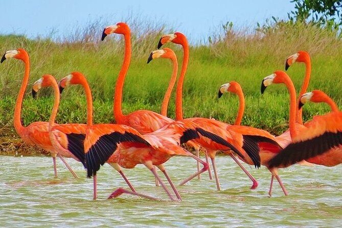 Las Coloradas & Rio Lagartos Biosphere! Transportation from Playa Del Carmen - Key highlights you’ll feel right away