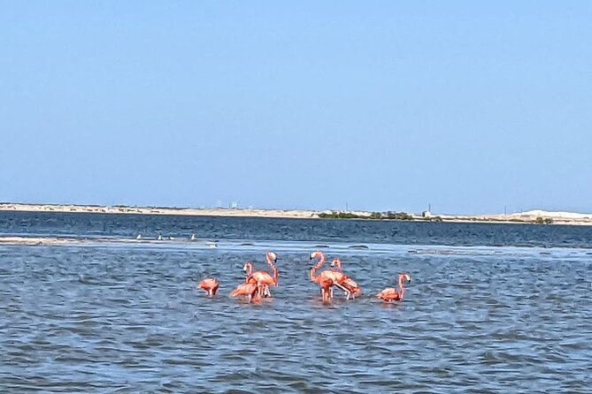 Las Coloradas Tour! Boat Ride, Lunch & Rio Lagartos from Cancun - Price and value: what’s included and what costs extra