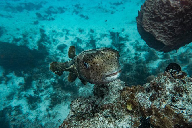 Local Dive in Playa del Carmen - On the boat: what a small-group, pro-led day feels like