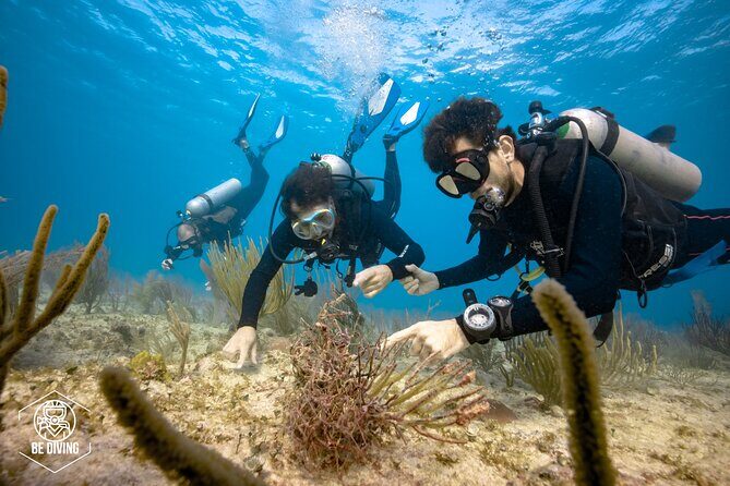 Local Dive in Playa del Carmen - Tank 1: your first underwater session around Playa del Carmen