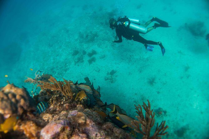 Local Dive in Playa del Carmen - Tank 2: finishing strong with a second chance at the good stuff