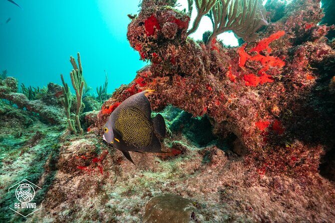 Local Dive in Playa del Carmen - Bull sharks in Playa del Carmen: the seasonal reality check