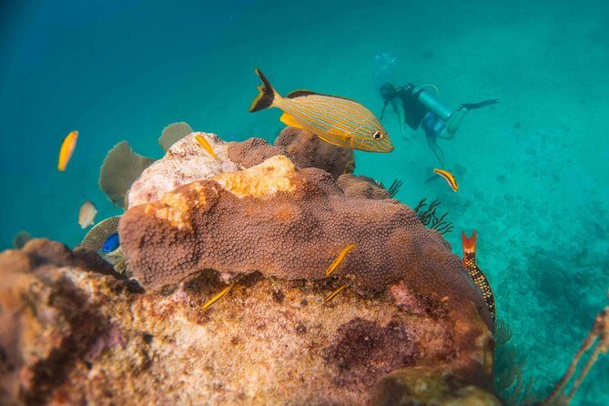 Local Dive in Playa del Carmen - Equipment and comfort: what to sort out before you go