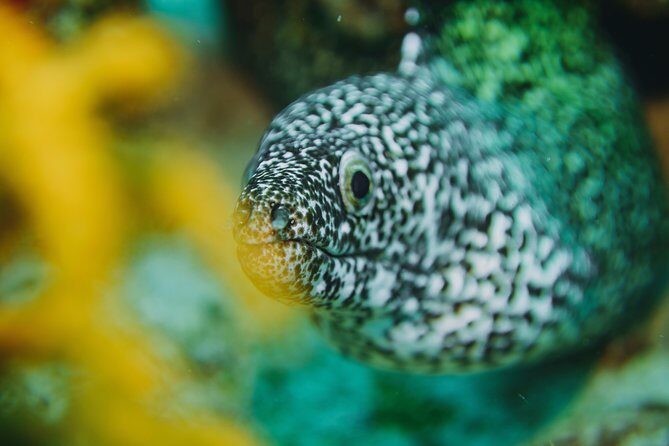 Local Dive in Playa del Carmen - Meet-up and timing: starting in Centro and heading out on the water