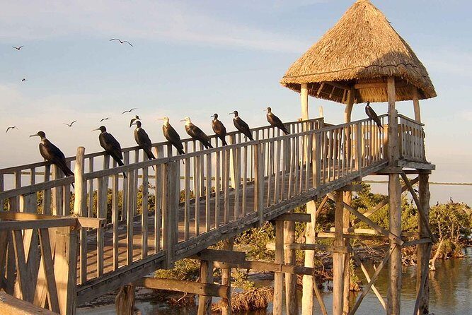 Magic Island Holbox! Experience From Cancun & Playa del Carmen - Isla de la Pasión: mangroves and a nature break