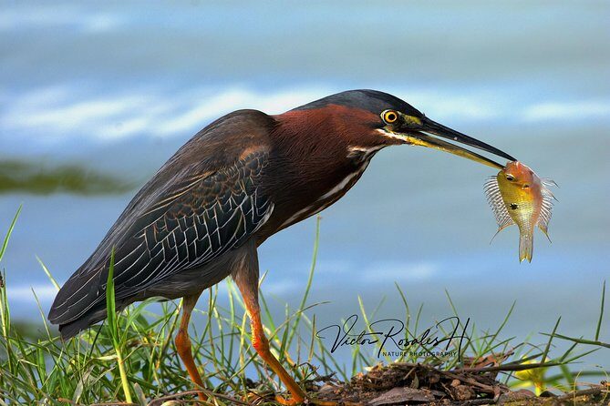 Mahahual and Costa Maya Birdwatching - The partner farm drive and the lunch that keeps you focused