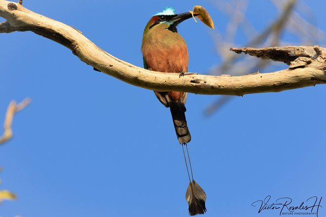Mahahual and Costa Maya Birdwatching - Small-group comfort: the difference between seeing and just trying