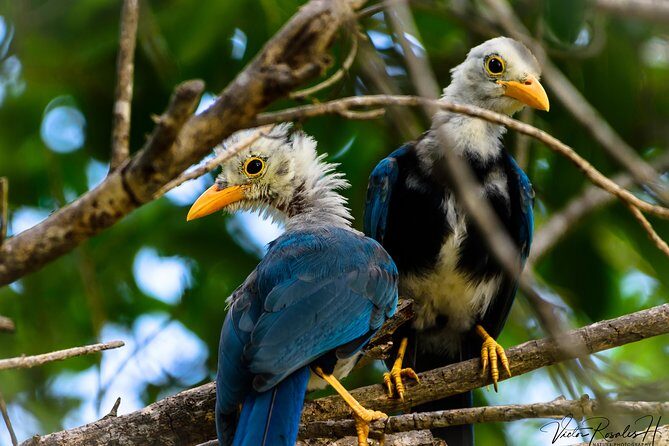 Mahahual and Costa Maya Birdwatching - Value check: what’s included (and what you’ll want to handle yourself)