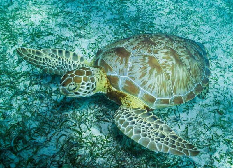 Mahahual: Snorkel Tour in Reef Lagoon - Mahahual’s Reef Lagoon: Why This Snorkel Feels Calm