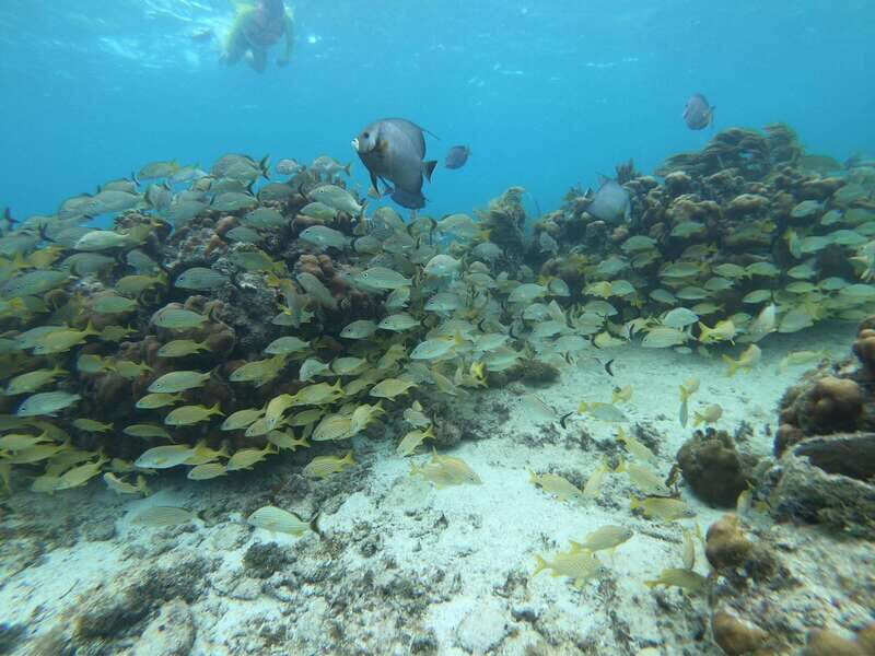 Mahahual: Snorkel Tour in Reef Lagoon - One Hour in the Water: What You’ll See in Reef Lagoon