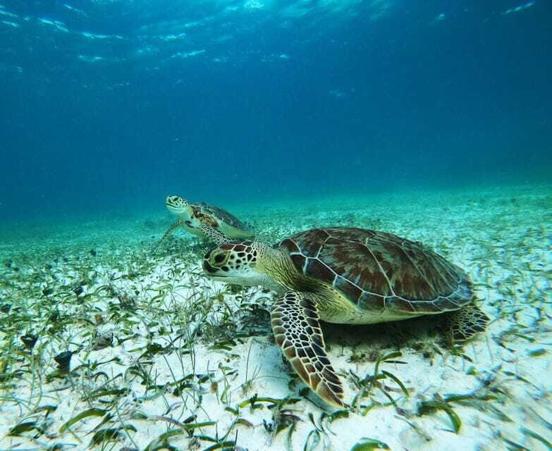 Mahahual: Snorkel Tour in Reef Lagoon - Small Groups, Guides Who Actually Watch You, and a Near-Private Feel