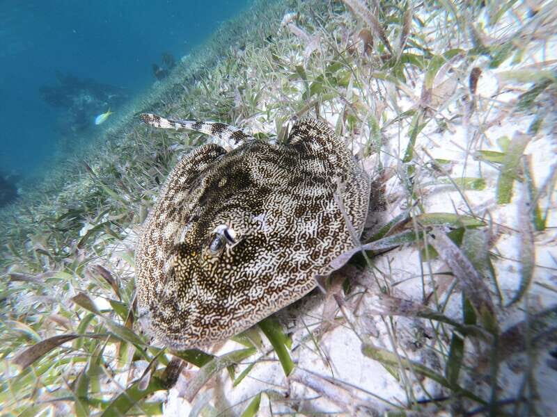 Mahahual: Snorkel Tour in Reef Lagoon - Who Should Book This (and Who Should Skip It)