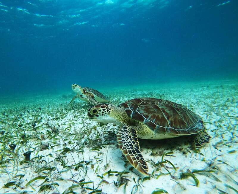 Mahahual: Snorkel Tour in Reef Lagoon - The Snorkel Shop at Blue Kay Ecocabañas: Where It Starts