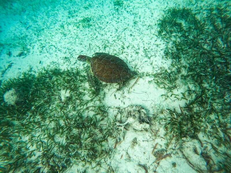 Mahahual: Snorkeling Boat Tour - Gear, life jackets, and why the inclusions matter