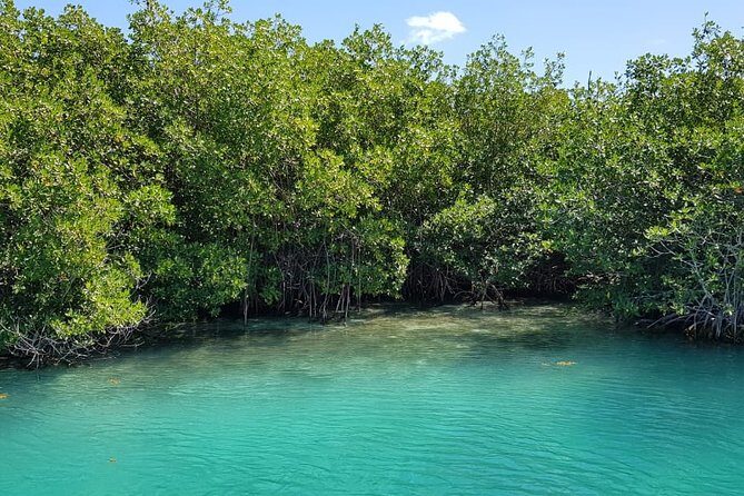 Mangrove and Lagoon Speed Boat Tour - Snorkeling Equipment Is Included, So Expect Some Water-Time Focus