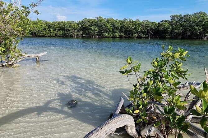 Mangrove and Lagoon Speed Boat Tour - Price Reality: The Dock Fee and How to Budget Fairly