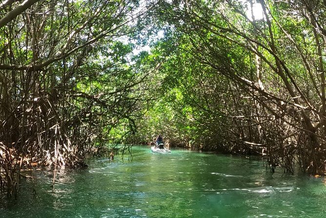 Mangrove and Lagoon Speed Boat Tour - Who This Tour Fits Best (and who might not love it)