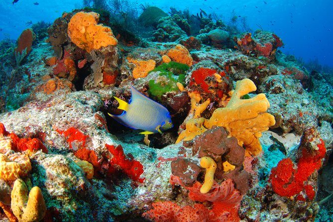 Mayan Adventure Snorkeling Tour from Playa del Carmen or Riviera Maya - Yal Ku Lagoon in Akumal: Ocean Inlet Snorkeling for Tropical Fish