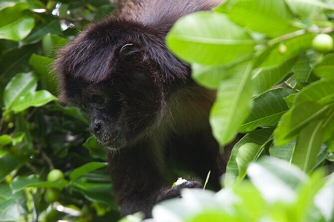Mayan adventure to Coba - Cenote - Punta Laguna from Valladolid - Multum Ha Cenote: Your Included Swim Break
