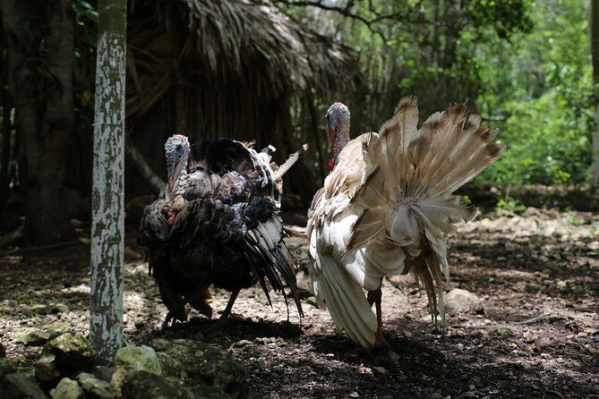 Mayan Backroads Private Bike Tour from Tulum - Logistics That Affect Your Day (So You Don’t Waste Time)