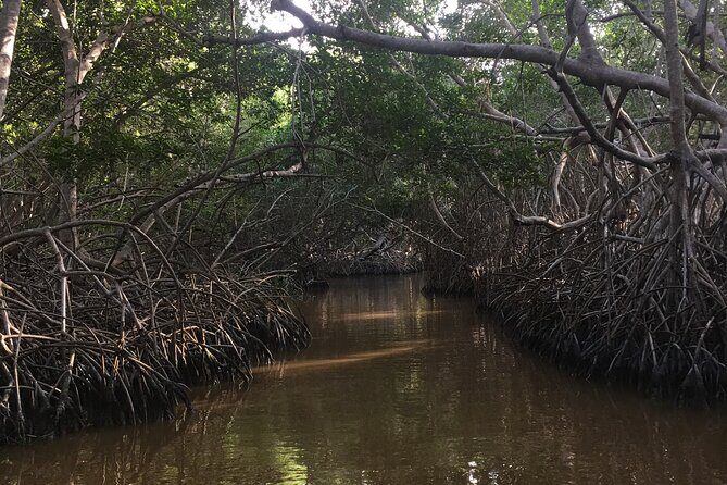 Mérida: Boat Tour Through the Mangroves of Celestún - Guides, language, and the Julio factor