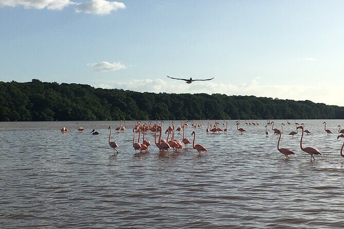 Mérida: Boat Tour Through the Mangroves of Celestún - Price and what you’re actually paying for