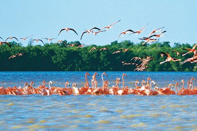 Mérida: Boat Tour Through the Mangroves of Celestún - Bird Island and flamingo viewing: how to make the most of the photos